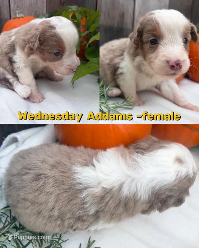 Wednesday Addams – Miniature Australian Shepherd puppy for sale in Tacoma, WA