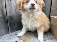 Sparkler, a male Toy Australian Shepherd for sale in Tacoma, WA – 3 of 9