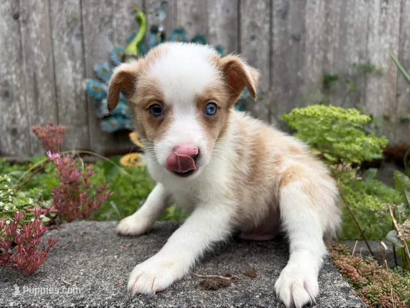 Wrangler – Miniature Australian Shepherd puppy for sale in Tacoma, WA