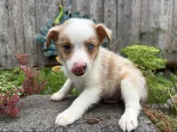 Wrangler, a male Miniature Australian Shepherd for sale in Tacoma, WA – 5 of 8