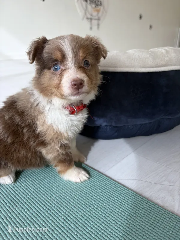 Pumpkin  – Toy Australian Shepherd puppy on hold in Tacoma, WA