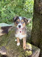 Echo, a female Toy Australian Shepherd for sale in Tacoma, WA – 3 of 7