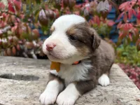 Eggnog, a male Miniature Australian Shepherd for sale in Tacoma, WA – 3 of 6