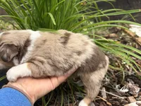 Finn, a male Miniature Australian Shepherd for sale in Tacoma, WA – 6 of 6
