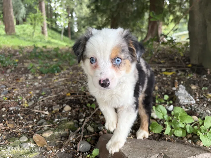 Harmony – Miniature Australian Shepherd puppy for sale in Tacoma, WA