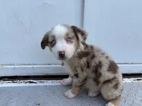 Luke, a male Miniature Australian Shepherd for sale in Tacoma, WA – 2 of 4