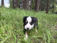 Boba Fettuccine , a male Miniature Australian Shepherd for sale in Tacoma, WA – 5 of 6