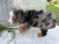 Leia, a female Miniature Australian Shepherd for sale in Tacoma, WA – 3 of 4