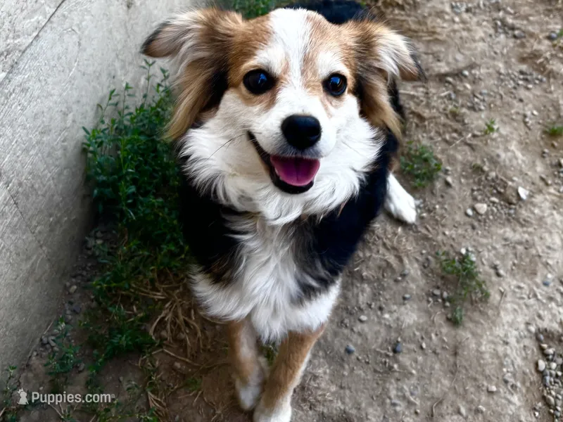 Claire – Toy Australian Shepherd puppy for sale in Tacoma, WA