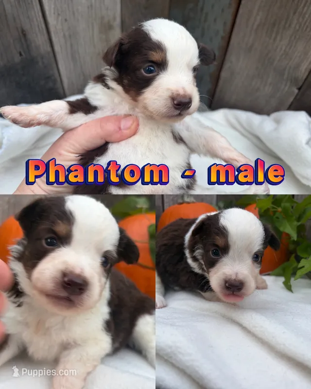 Phantom – Miniature Australian Shepherd puppy for sale in Tacoma, WA