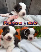 Phantom, a male Miniature Australian Shepherd for sale in Tacoma, WA – 1 of 5
