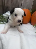 Zombie, a male Miniature Australian Shepherd for sale in Tacoma, WA – 3 of 4