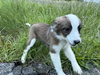 Jasper, a male Miniature Australian Shepherd for sale in Tacoma, WA – 4 of 10