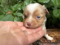 Liberty Belle, a female Toy Australian Shepherd for sale in Tacoma, WA – 3 of 6
