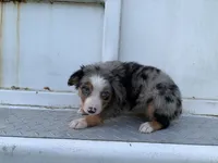 Leia, a female Miniature Australian Shepherd for sale in Tacoma, WA – 1 of 4
