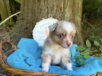 Liberty Belle, a female Toy Australian Shepherd for sale in Tacoma, WA – 8 of 10