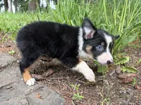 Ashoka, a female Miniature Australian Shepherd for sale in Tacoma, WA – 4 of 8