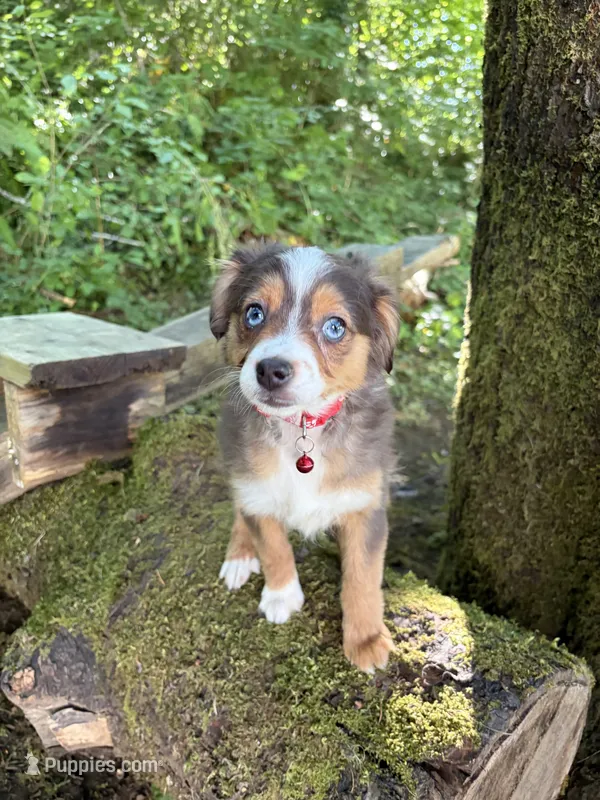 Echo – Miniature Australian Shepherd puppy for sale in Tacoma, WA