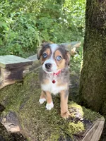 Echo, a female Toy Australian Shepherd for sale in Tacoma, WA – 1 of 7