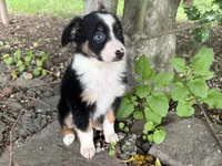 Ashoka, a female Miniature Australian Shepherd for sale in Tacoma, WA – 5 of 8