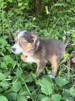 Echo, a female Toy Australian Shepherd for sale in Tacoma, WA – 7 of 7