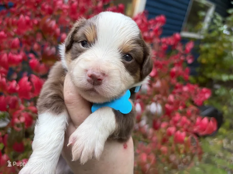 Bourbon – Miniature Australian Shepherd puppy for sale in Tacoma, WA