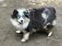 Roxy Foxy Lady, a female Toy Australian Shepherd for sale in Tacoma, WA – 6 of 7