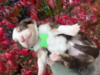 Brandy, a female Miniature Australian Shepherd for sale in Tacoma, WA – 5 of 5