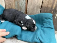 Louis Vuitton , a male Miniature Australian Shepherd for sale in Tacoma, WA – 3 of 4