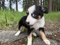 Boba Fettuccine , a male Miniature Australian Shepherd for sale in Tacoma, WA – 4 of 6