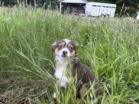 Echo, a female Miniature Australian Shepherd for sale in Tacoma, WA – 4 of 7