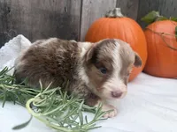 Pumpkin , a female Toy Australian Shepherd for sale in Tacoma, WA – 5 of 5