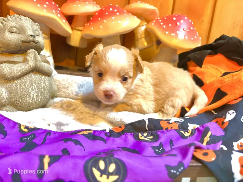 Songbird – Toy Australian Shepherd puppy for sale in Tacoma, WA