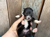 Legladon, a female Toy Australian Shepherd for sale in Tacoma, WA – 3 of 3