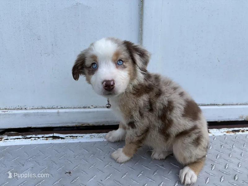 Luke – Miniature Australian Shepherd puppy for sale in Tacoma, WA