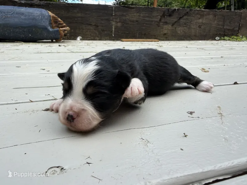 Coral – Miniature Australian Shepherd puppy for sale in Tacoma, WA