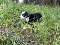 Boba Fettuccine , a male Miniature Australian Shepherd for sale in Tacoma, WA – 6 of 6