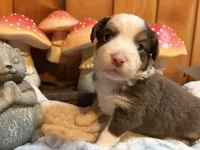 Kahlúa, a male Miniature Australian Shepherd for sale in Tacoma, WA – 4 of 4