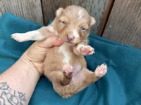 Velocityraptor, a female Toy Australian Shepherd for sale in Tacoma, WA – 3 of 5