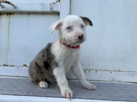 Vader, a male Miniature Australian Shepherd for sale in Tacoma, WA – 4 of 5