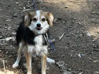 Claire, a female Toy Australian Shepherd for sale in Tacoma, WA – 4 of 7
