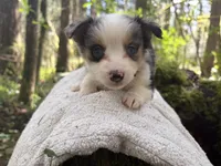 Ballad, a female Miniature Australian Shepherd for sale in Tacoma, WA – Photo 2 of 7
