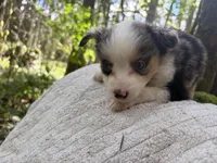 Ballad, a female Miniature Australian Shepherd for sale in Tacoma, WA – Photo 3 of 7