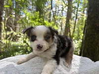 Ballad, a female Miniature Australian Shepherd for sale in Tacoma, WA – Photo 4 of 7