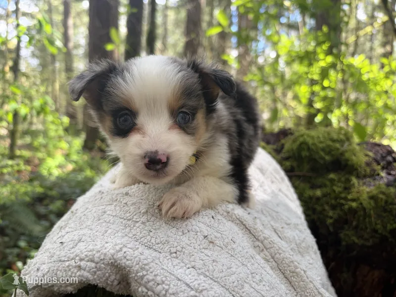 Ballad – Miniature Australian Shepherd puppy for sale in Tacoma, WA
