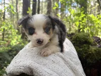 Ballad, a female Miniature Australian Shepherd for sale in Tacoma, WA – Photo 1 of 7