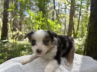 Ballad, a female Miniature Australian Shepherd for sale in Tacoma, WA – Photo 6 of 7