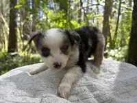 Ballad, a female Miniature Australian Shepherd for sale in Tacoma, WA – Photo 5 of 7