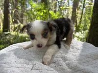 Ballad, a female Miniature Australian Shepherd for sale in Tacoma, WA – Photo 7 of 7