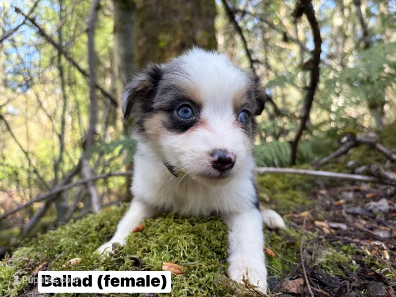 Ballad – Miniature Australian Shepherd puppy for sale in Tacoma, WA